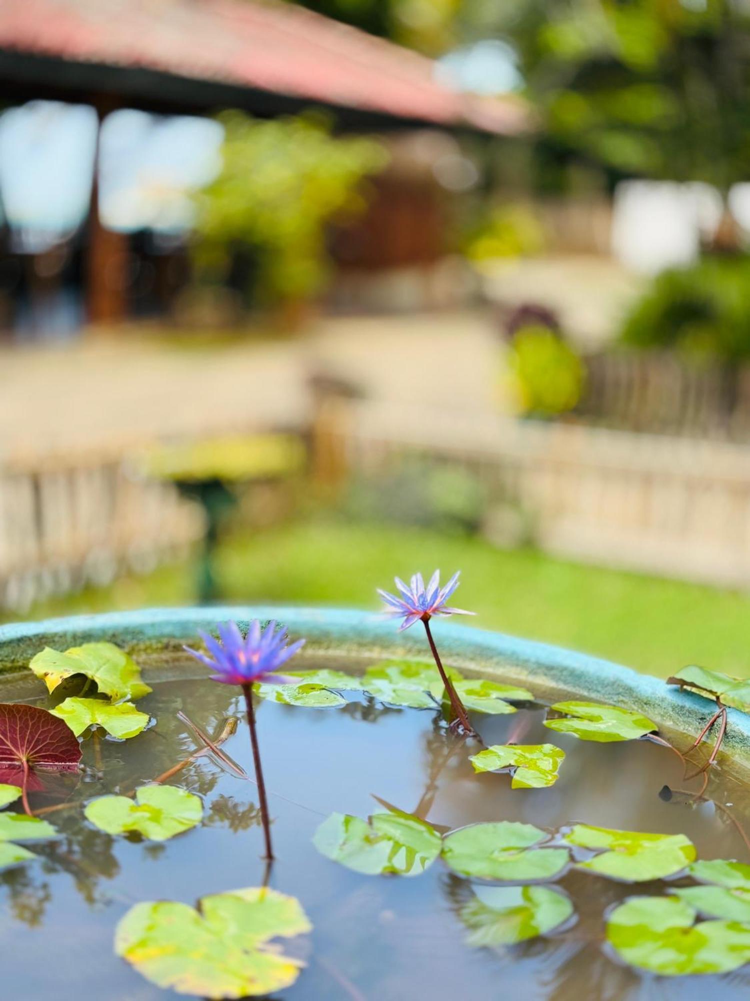 דיקוולה Balance Beach Resort מראה חיצוני תמונה